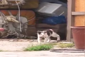 猫咪身上竟然有异物，到底是什么这么厉害，让猫咪失血掉肉视频封面