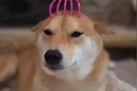 柴犬和猫咪独处，本以为柴犬是王者，结局却让人笑出猪叫声！视频封面