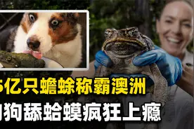 澳洲蟾蜍到底有多狂？组团骑蟒蛇，还让狗中毒，鳄鱼都不敢吃它视频封面