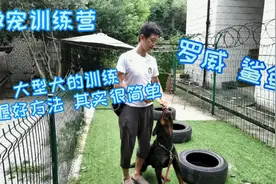 兴奋 力量大 的罗威纳怎么训练  全程无删减训练 第七课视频封面
