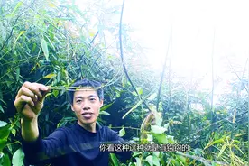 农村山区里有一种青藤子植物，枝杆全是钩钩，价格达到上50元一斤