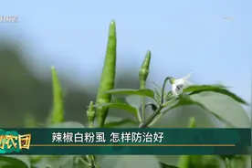 辣椒白粉虱 怎样防治好视频封面