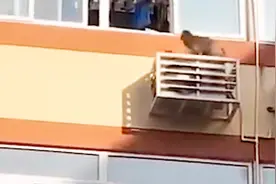 “大王叫我来巡视” 北京一高校惊现猴子 校方：山里来的，跑了视频封面