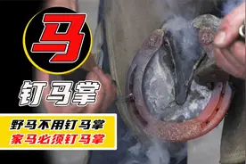 为什么家马要钉马掌，野马却不用？钉马掌的时候马不疼吗？