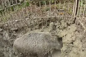 野猪被猎人逮住后，开启了一段挖洞逃生之路，镜头记录全过程！