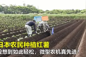 日本农民种植红薯，没想到如此轻松，微型农机真先进，不得不服！视频封面
