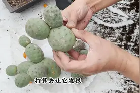 习志野晾“100天”不生根，耐住性子养，浇点“发根水”快速长根