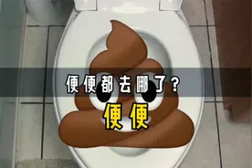 全球80亿人拉的便便都去哪了？每天产80亿斤，重量等于50万头大象视频封面