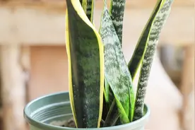 虎皮兰施肥，选用这1物，跟黄豆肥大同小异，植株个子猛蹿视频封面