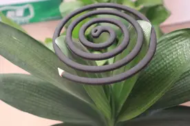 夏天君子兰花盆里“小黑飞”泛滥，只需这样做，轻松消灭小黑飞