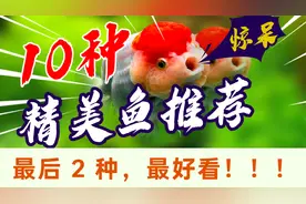 天啊！我喜欢的10种淡水美鱼，今天全部推荐给你！赶紧立刻养起来视频封面