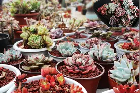 小妹送的两箱多肉，装一起容易化水黑腐，要给它们修根清枯叶上盆