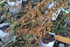 冬天移栽月季，有没有出现这种情况？看看茎秆就知道能不能活视频封面