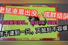 老鼠垂死挣扎,，哇哇叫，看看这个锁喉功夫怎样视频封面