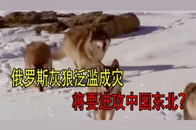 俄罗斯灰狼泛滥成灾，疯狂啃食牛羊，将要进攻中国东北？视频封面