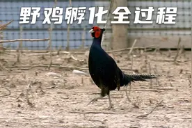 探访野鸡养殖场，揭秘野鸡孵化的全过程视频封面