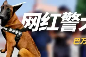 “网红警犬”巴万：流浪狗逆袭成公务员，网友：亲眼看它考上编制视频封面