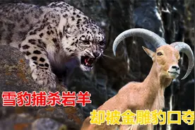 雪豹捕杀岩羊却被金雕豹口夺食，敢和银环蛇硬刚。金雕有多强？视频封面