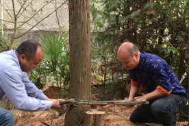 屋后有5棵枯树 听说对家宅不吉利 八妹全家人赶紧动手把树锯掉视频封面