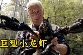 河中巨怪：世界上体型最大的淡水小龙虾，看完你流口水了吗！视频封面