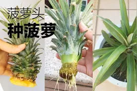 吃剩的菠萝头一个也别扔了，手把手分享种成盆栽，还能长出新菠萝视频封面