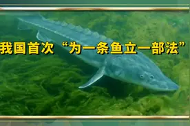 我国首次“为一条鱼立一部法”视频封面