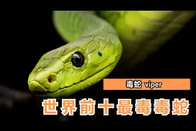 世界前十大最毒毒蛇排名 黑曼巴只能排第十 有没有你不知道的毒蛇视频封面