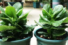 长寿花白粉病，2步就搞定，叶片变油绿