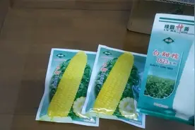 春天20种蔬菜种子介绍 准备开始育苗了视频封面