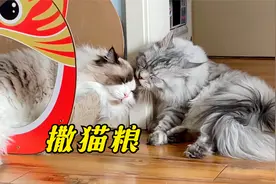 历经8个月，缅因猫终于成功拿下布偶猫！
