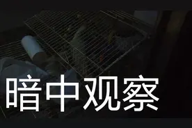 听说鸟类在黑暗中是不会动不会叫的，不信你也拿自家的鸟来试试？