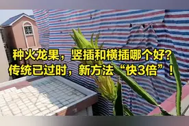 种火龙果，竖插和横插哪个好？传统方法已过时，新方法“长更快”