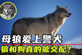 发情母狼爱上警犬，产下怪异狼狗，狼和狗真的能交配？视频封面