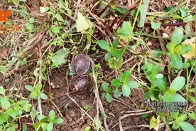 黄缘龟不吃东西可以饿多久「龟谷鳖老」视频封面