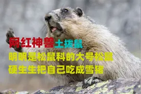 网红吃播神兽土拨鼠，明明是松鼠科的，硬生生吃成了雪猪。视频封面