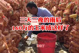 连续三天三夜的雨，160万买的玉米成这样了，老张的头发快愁白了视频封面