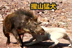 国产十大猛犬“丛林悍将”，四川深山青川猎犬，面对野兽丝毫不怂