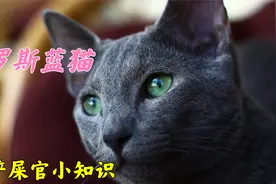 世界四大蓝猫之首，拥有尊贵的远峰蓝皮肤的俄罗斯蓝猫适合家养吗视频封面
