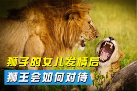 狮子的女儿发情后，狮王会作何抉择，会进行回交吗？视频封面