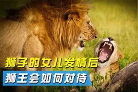 狮子的女儿发情后，狮王会作何抉择，会进行回交吗？视频封面