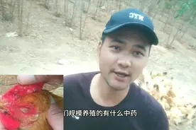 鸡长鸡痘不用愁，家里这些可以帮到你，快来看看吧视频封面