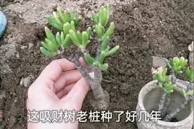 给种了几年的吸财树换盆，多肉老桩修根晾根40天后才上盆