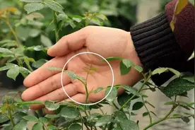 月季这种枝条，不长花苞还消耗养分，快改善2点，让它长不出来！视频封面