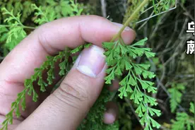 在古代它有“万能解毒王”的美称！乌蕨你认识吗？别名细叶凤尾视频封面