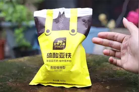 养花发生黄叶怎么办？园艺师教你，用硫酸亚铁，解决叶片发黄问题