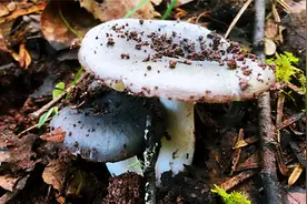 周末带女儿一同进山捡菌，各种野生杂菌真多，采回家一锅爆炒真香视频封面