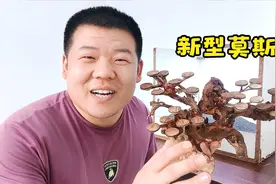 鱼缸里养棵树，你一定没见过这种莫斯树，我做的新造型视频封面