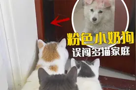 粉色小奶狗误闯我家，被众猫围攻了视频封面