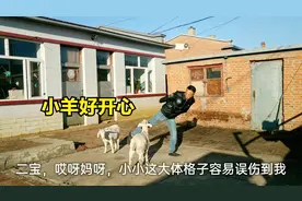 聪明的小羊真可爱，会和主人互动玩耍，谁养谁开心