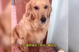 一只超级会撒娇的金毛，边嘤嘤还边跺着小脚，这谁能受得了呀。视频封面